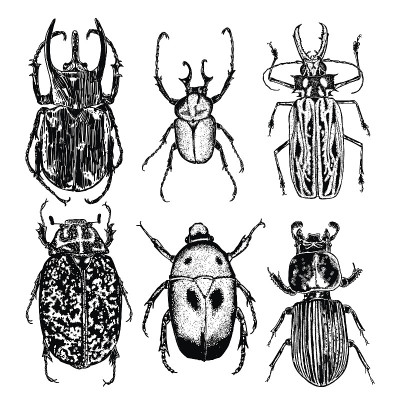 Insect stipple drawing set isolated. Insects and b