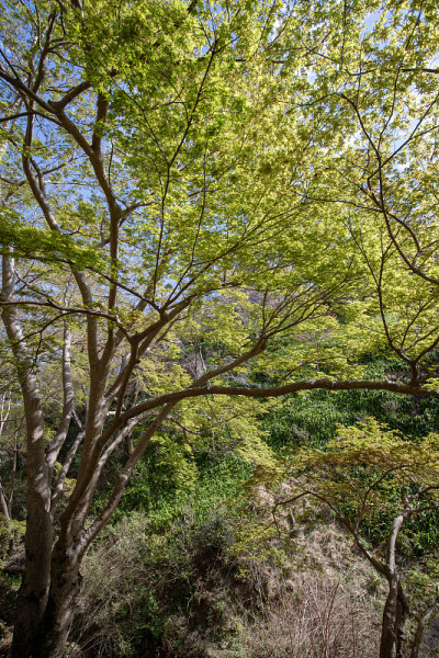 吉野山的樱花
