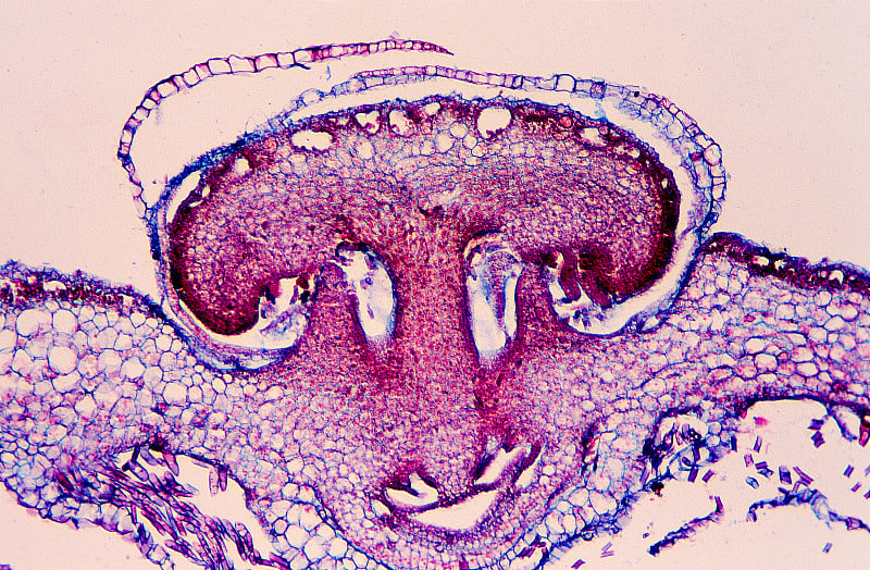 Marchantia