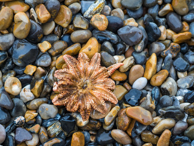 普通的太阳星(Crossaster papposus)死亡的成年，被冲上了鹅卵石海滩，英国诺福克