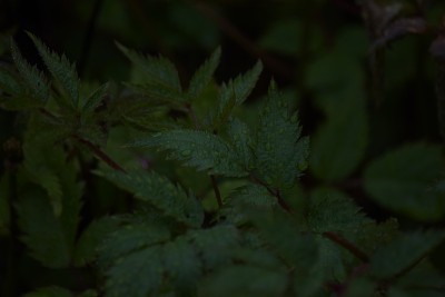 雨点落新妇或绣线菊的叶子，一个自然的背景形象