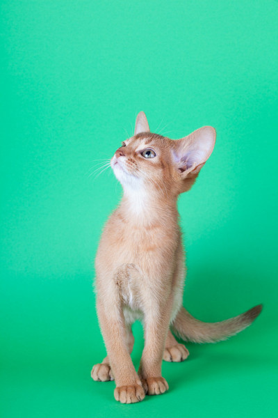 一只小小的阿比西尼亚酸模猫，绿色背景上的小猫。