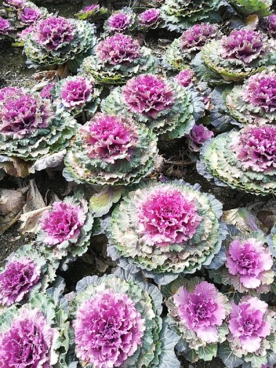 花