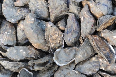 新鲜生蚝，贝壳，海鲜，海果