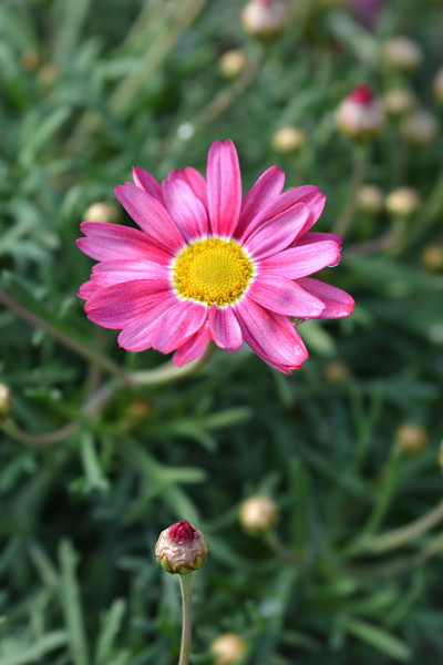 玛格丽特粉红色雏菊