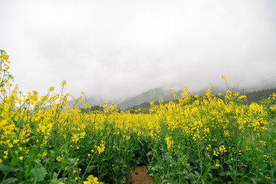 油菜花领域