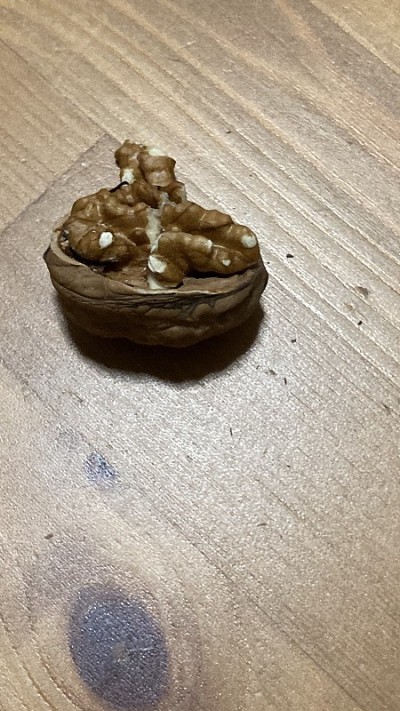 带壳半核桃