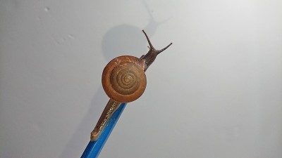 一只蜗牛慢慢地在蓝铅笔上