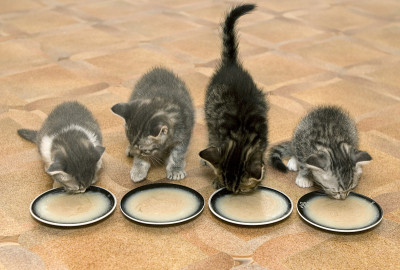 小猫