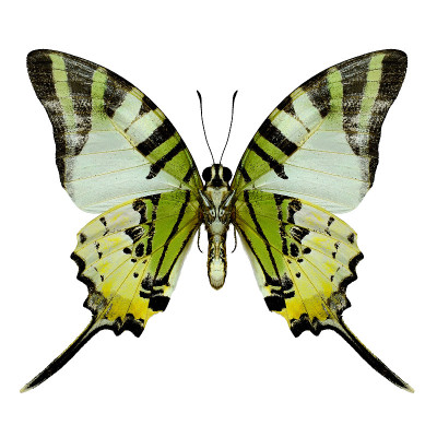 Fivebar Swordtail