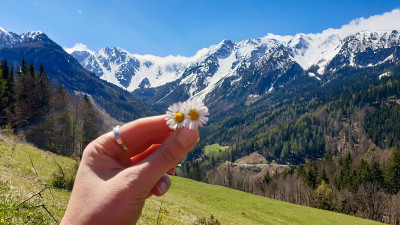 Matschacher Gupf -在奥地利阿尔卑斯山的Baeren山谷，一只手握着雏菊的全景