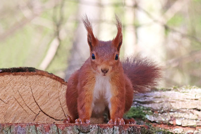 红松鼠(Sciurus vulgaris)。