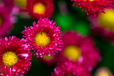 花园的花