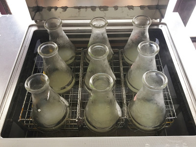 煮熟的细菌纤维素