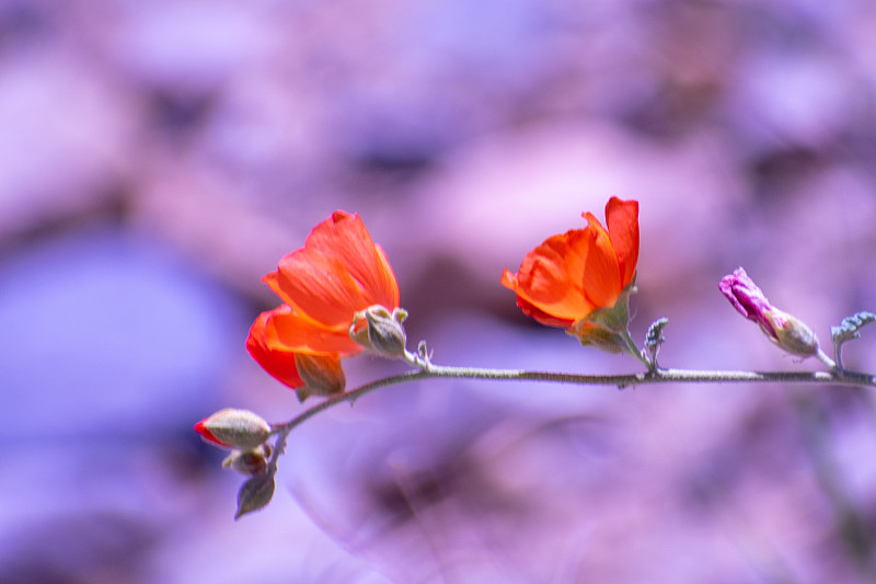 红岩峡谷花，景观，花栗鼠