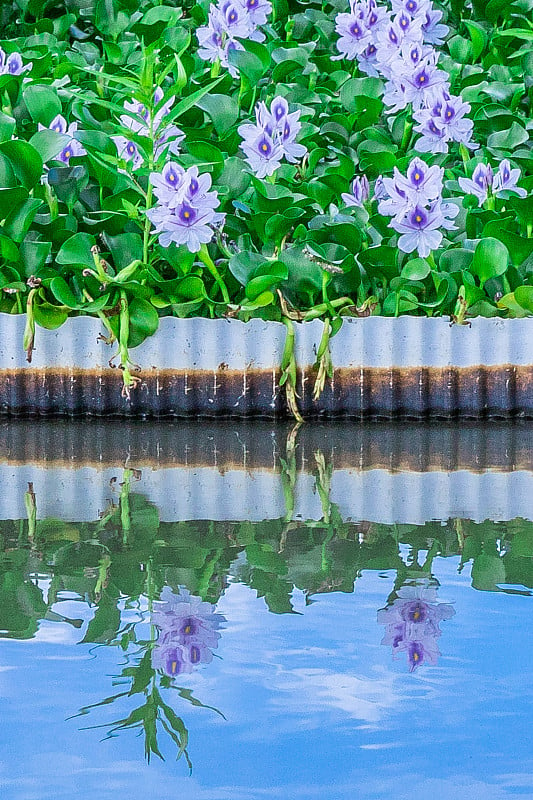 水葫芦和夏日的天空