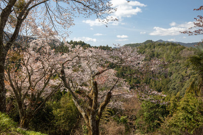 吉野山的樱花