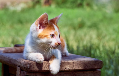 草丛里的小猫。