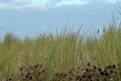 沙丘景观Warnemünde