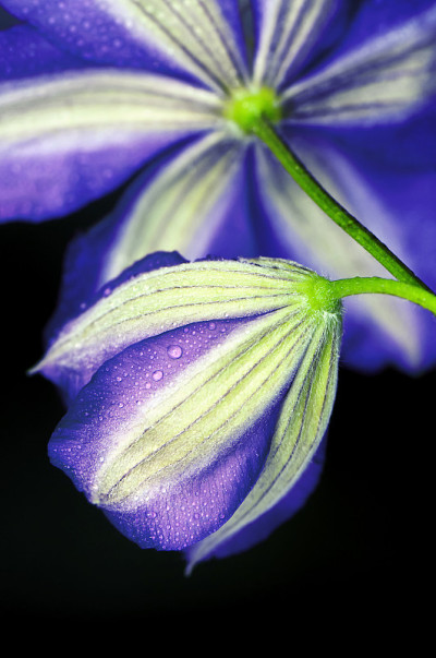 铁线莲蓝花