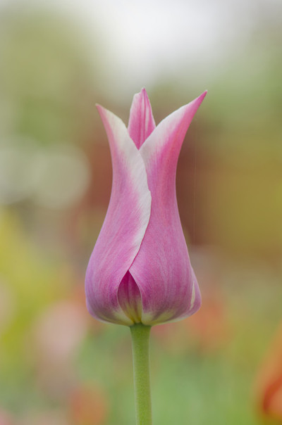 郁金香花Gavota