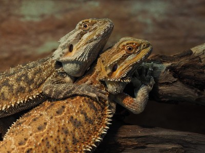长须龙(Pogona vitticeps)在一个容器里互相抱着