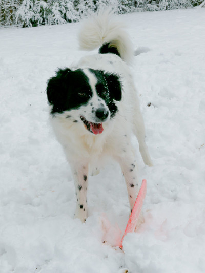 边境牧羊犬在冬天的雪中玩耍