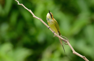 绿食蜂鸟(Merops orientalis)