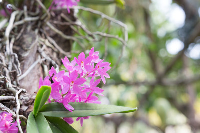 美丽的野花兰花，子囊兰或Vandaceous兰花，R