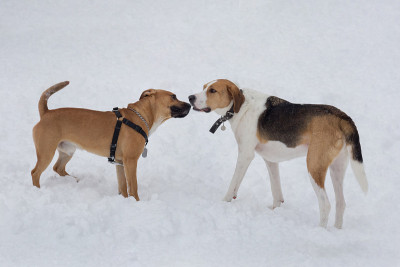 俄罗斯猎犬和美国比特犬幼犬站在冬季公园的白雪上。宠物的动物。