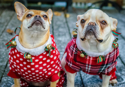 两只法国斗牛犬穿着戏服混搭