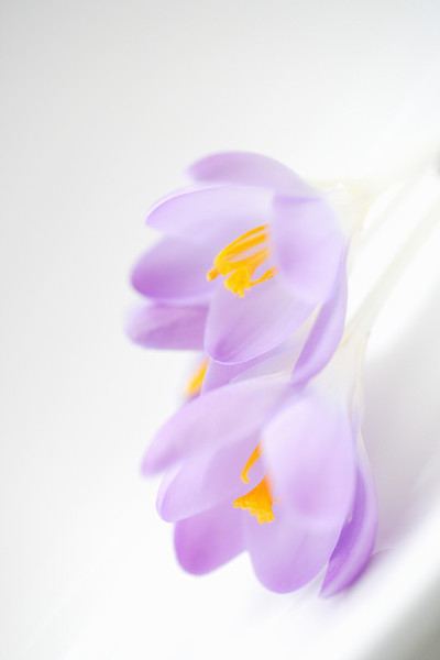 番红花属