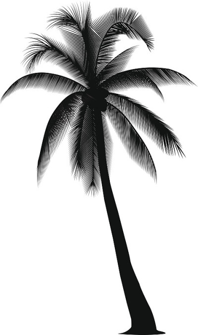 的椰子树