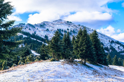 美丽的冬季景观，山坡和积雪覆盖的冷杉。