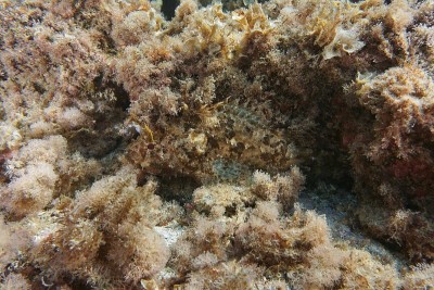 鱼是一种黑色的蝎子鱼，Scorpaena porcus