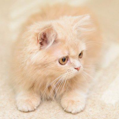 波斯小猫小