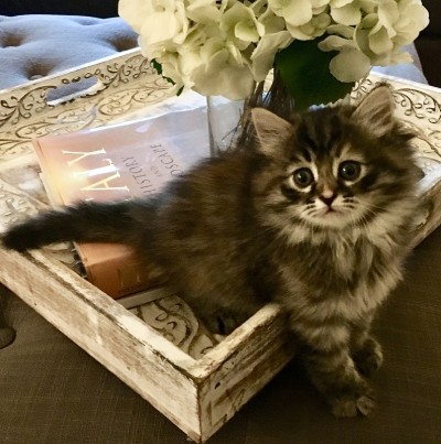 漂亮的猫