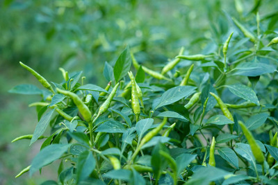 菜园里的有机青椒