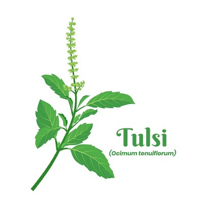 矢量插图，图尔西或圣罗勒叶(Ocimum tenuiflorum)