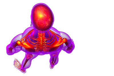 骨骼骨骼的3d渲染医学插图