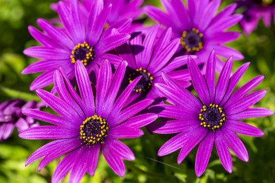 花园里的紫色花朵;Osteospermum ecklonis。春天的季节。