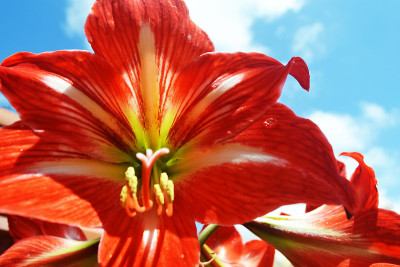 花