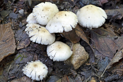 Psathyrella candolleana是一种食用蘑菇