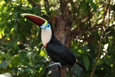 Canaima