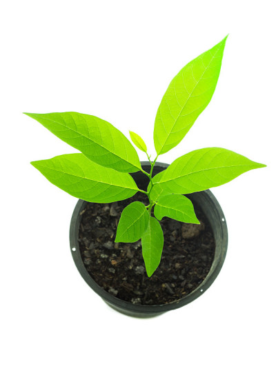 小番荔枝苹果树