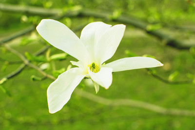公园里美丽的大香木兰花