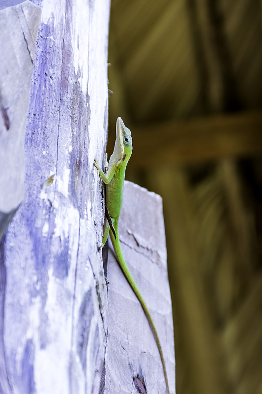 古巴巴拉德罗市的一种名叫阿利森变色龙(Anolis allisoni)的雌性蜥蜴，也被称为蓝头变色龙