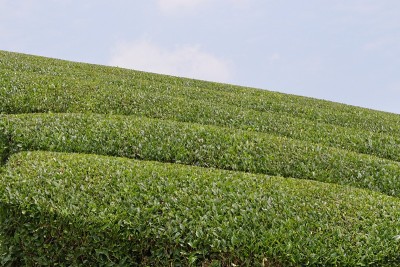 日本京都的茶园