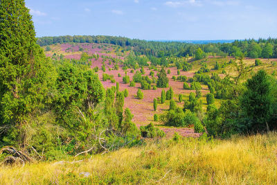 一种叫做Totengrund的景观，在威尔塞德附近的Lueneburg Heath