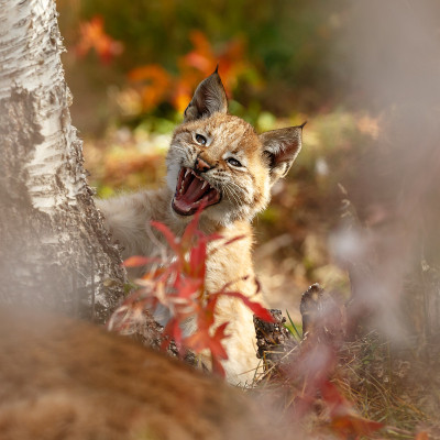 猞猁和幼崽